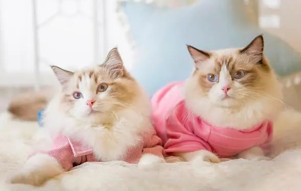 布偶猫价格多少钱一只