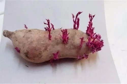 红薯发芽了还能吃吗(红薯发芽了能吃吗有毒吗)