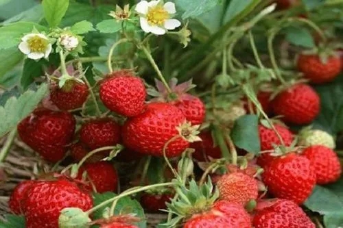 草莓几月份成熟（草莓是什么季节的果实？）
