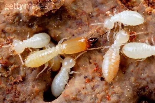 白蚁如何消灭（消灭白蚁的方法有哪些？）
