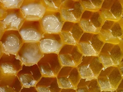 蜂巢是什么形状？为什么蜂窝的开口是六边形的？而不是其他形状