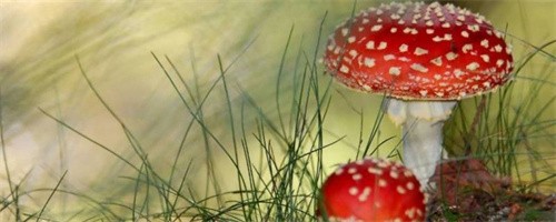 什么是迷幻蘑菇中的主要成分（构成迷幻蘑菇的主要成分是什么）