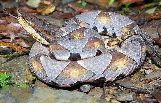 五步蛇是几级保护动物