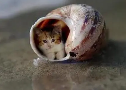 世界上体型最小的猫，小猫本就可爱，没想到还有这么小的猫咪！