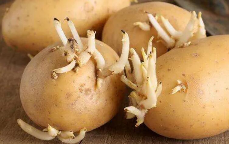 发芽的土豆还能吃吗？专家：严重可能致癌
