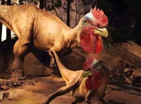 鸡的祖先是恐龙吗？网友：震惊！原来我一直嫌弃的动物竟然是远古时代的