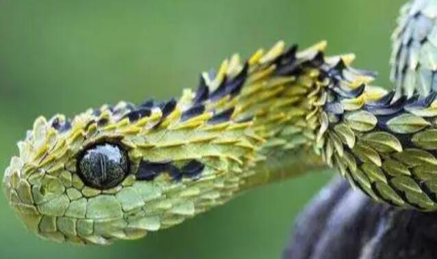 世界上最帅的蛇是哪些？蛇界中的“明星”