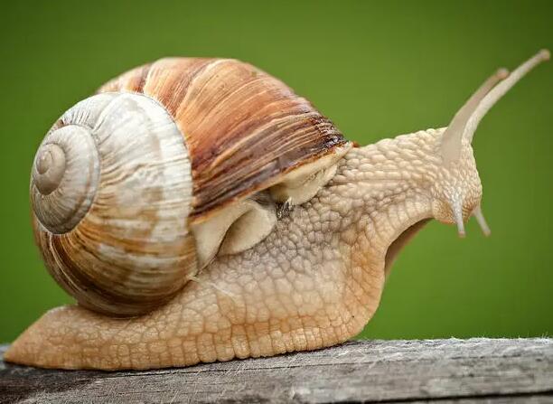 蜗牛有多少颗牙齿？网友：个子倒挺小，牙倒挺多