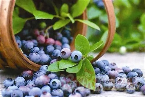 蓝莓一天吃多少为宜（蓝莓每天最好吃多少）