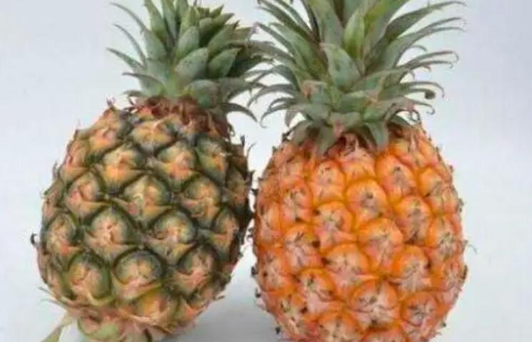 凤梨和菠萝的区别在哪里？热知识：凤梨比菠萝方便食用
