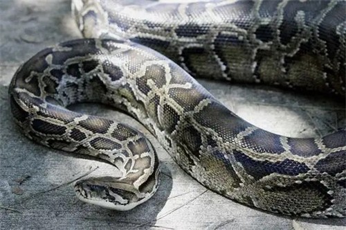 蟒蛇是几级保护动物（蟒蛇属于哪一级别的保护动物）