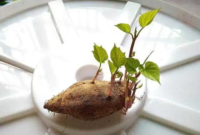红薯发芽了还能吃吗（发芽的红薯可以吃吗？）