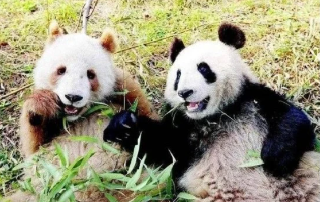 熊猫是素食动物还是肉食动物？依竹而生的动物，熊猫：我像是只能吃竹子的熊吗！我可是“熊”
